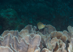 Pycnochromis retrofasciatus