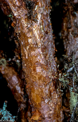 Polylepis sericea
