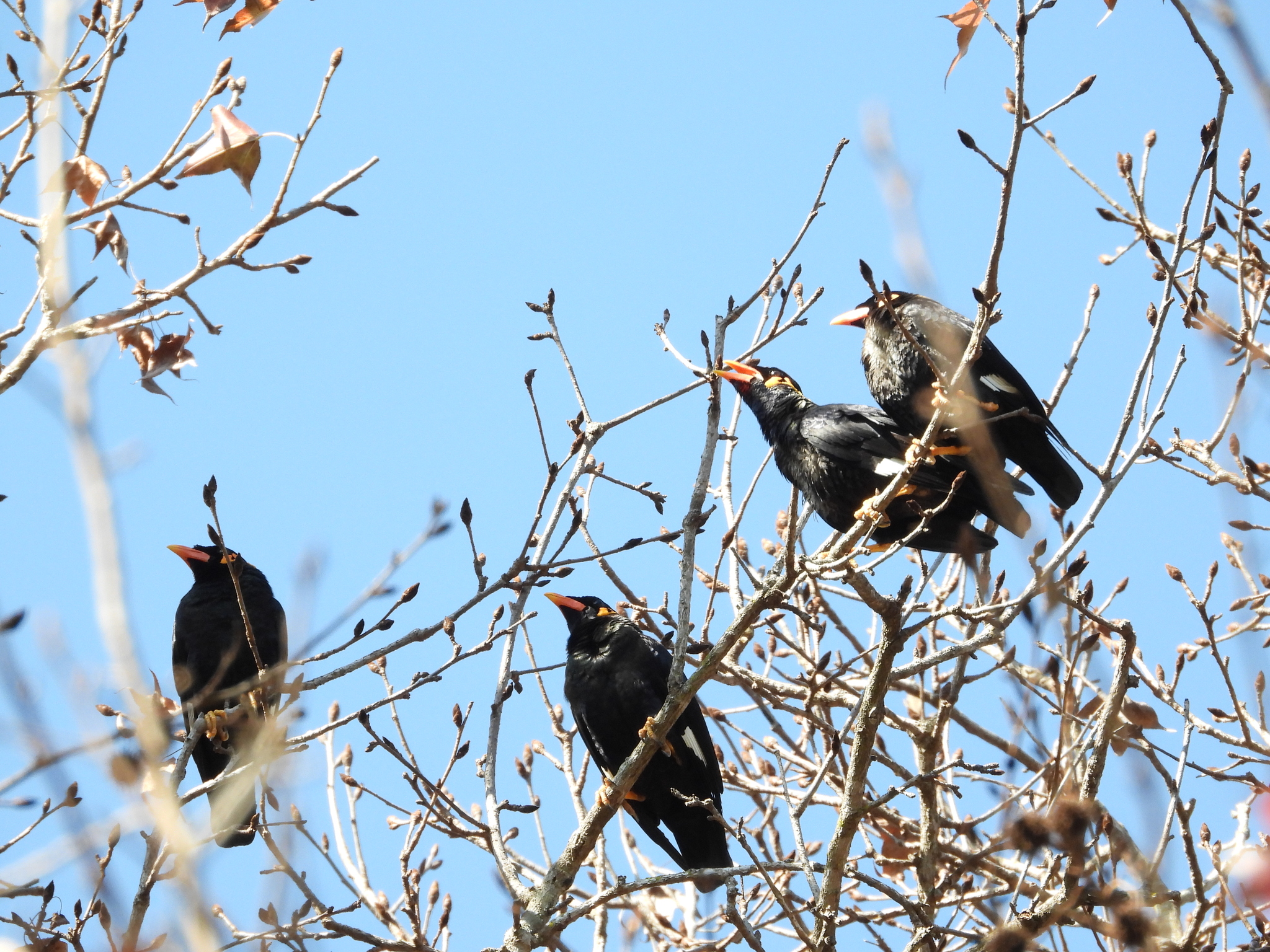 Common Hill Myna
