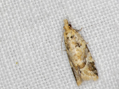 Euphona euphona