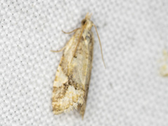 Euphona euphona