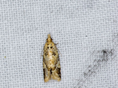 Euphona euphona