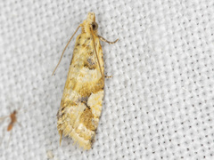 Euphona euphona