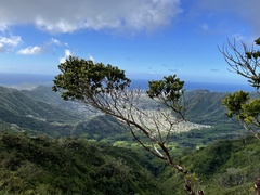 Syzygium sandwicense