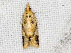 Euphona euphona