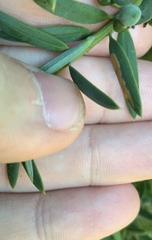 Peristoreus flavitarsis