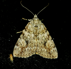 Catocala amica