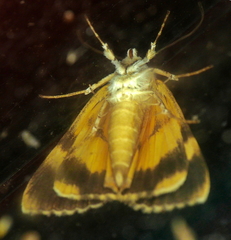 Catocala amica