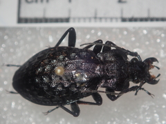 Carabus variolosus
