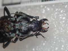 Carabus variolosus