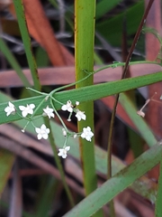 Platysace heterophylla heterophylla