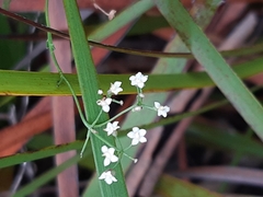 Platysace heterophylla heterophylla