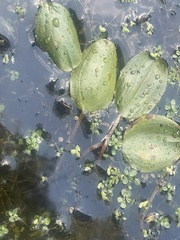 Potamogeton suboblongus