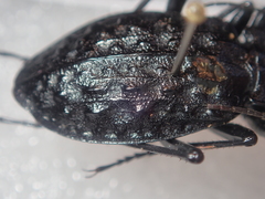 Carabus variolosus