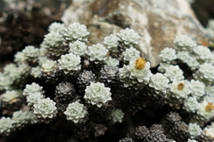 Leucogenes grandiceps × Raoulia mammillaris