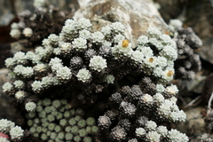 Leucogenes grandiceps × Raoulia mammillaris