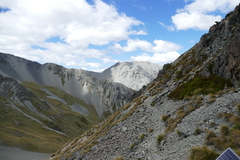 Leucogenes grandiceps × Raoulia mammillaris