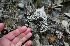 Leucogenes grandiceps × Raoulia mammillaris