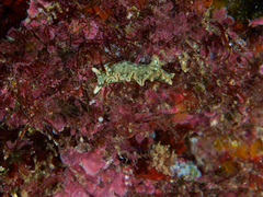 Thuridilla carlsoni