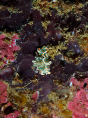 Sagaminopteron psychedelicum