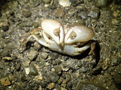 Hemigrapsus penicillatus