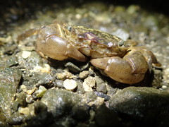Hemigrapsus penicillatus