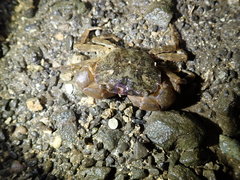 Hemigrapsus penicillatus