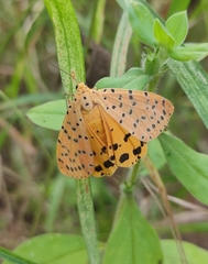 Lepidoptera