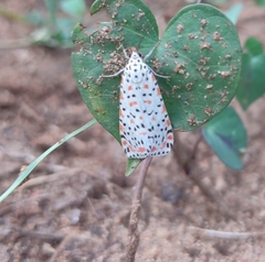 Utetheisa pulchelloides vaga