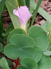 Oxalis eckloniana