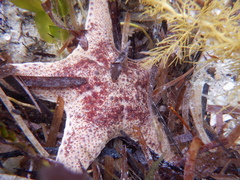 Anthaster valvulatus