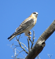 Black-Shouldered Kite photo 6