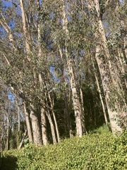 Eucalyptus globulus globulus