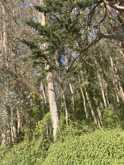 Eucalyptus globulus globulus