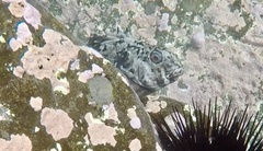 Aplodactylus lophodon