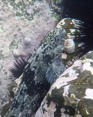 Aplodactylus lophodon