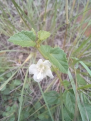 Pavonia leptocalyx