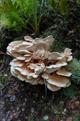 Bondarzewia kirkii