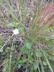 Pavonia leptocalyx