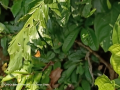 Odina hieroglyphica