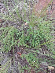 Pavonia leptocalyx