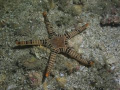 Iconaster longimanus