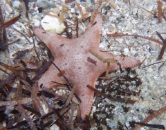 Anthaster valvulatus