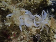 Phyllodesmium serratum