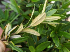 Pittosporum bicolor