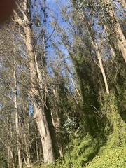 Eucalyptus globulus globulus