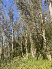 Eucalyptus globulus globulus