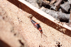 Carphurus blackburni