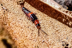 Carphurus blackburni