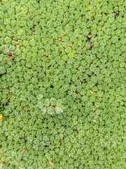 Pterygopappus lawrencei